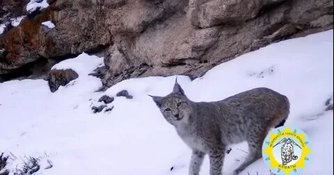 Әйел жыныстық қатынастан кейін оның кискасын жалауға мүмкіндік береді.