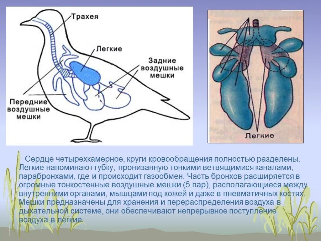 В легкие птиц поступает. Строение дыхательной системы птиц. Воздушные мешки у птиц. Легочные мешки у птиц. Легкие с воздушными мешками.