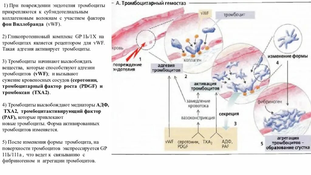 При повреждении сосудов тромбоциты. Схема гемостаза фактор Виллебранда. Активация функции тромбоцитов и фактора свертывания крови. Активация тромбоцитарного звена гемостаза. Функции эндотелия в гемостазе.