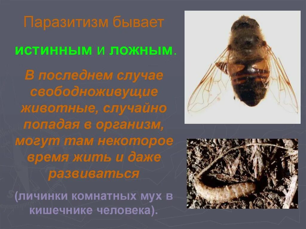 Личинки комнатной мухи. Личинки мух в кишечнике. паразитизм. личинки комнатной мухи в кишечнике человека. социальный паразитизм.