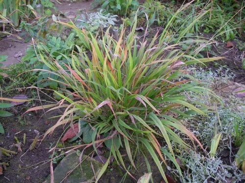 File:Brachypodium sylvaticum - Botanical Garden, University of Frankfurt - DSC02