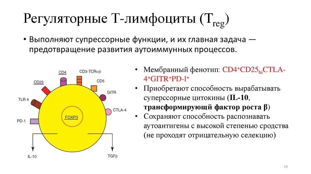 Функции т4 лимфоцитов. Функции cd4+ т лимфоцитов. Регуляторные функции т-лимфоцитов. Т-регуляторные лимфоциты маркеры. Регуляторные т лимфоциты