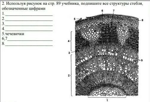 На рисунке стебель обозначен буквой ответы