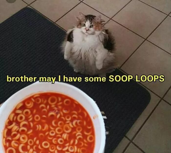 Loops cat. Loops brother. всратыш кот. brother may i have some loops.