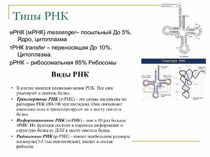 Чем является молекула ирнк
