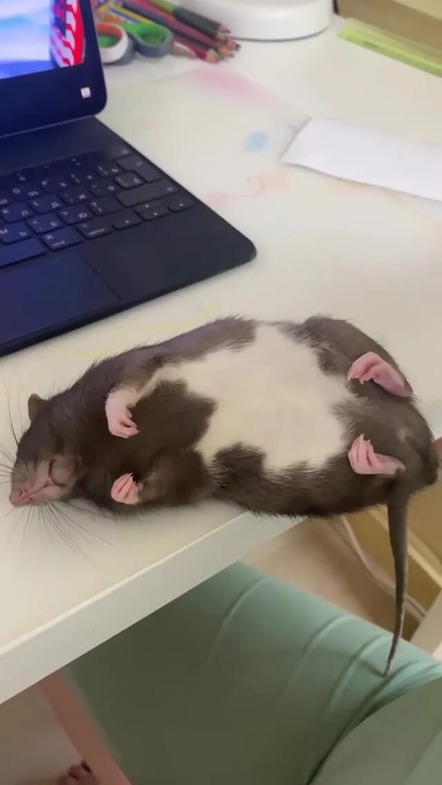 Крыса пегая. Декоративные крысы. Крысята дамбо пятнистые. Милые мышки. Крысы очень.