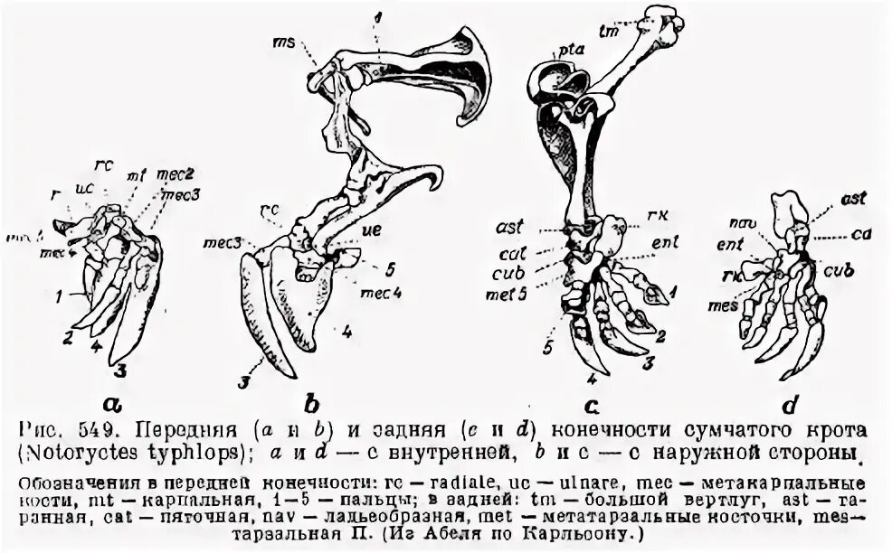 Скелет передних конечностей у млекопитающих. Пояса конечностей млекопитающих. Кости плечевого пояса млекопитающих. Плечевой пояс конечностей у млекопитающих. Пояс задних конечностей у млекопитающих.