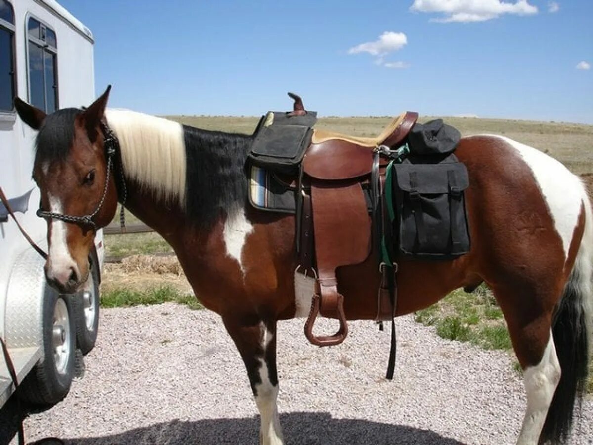 Сума. Переметные сумки на лошадь. Седельные сумки для лошадей. Вьючное седло для лошади. Сумка на седло лошади.