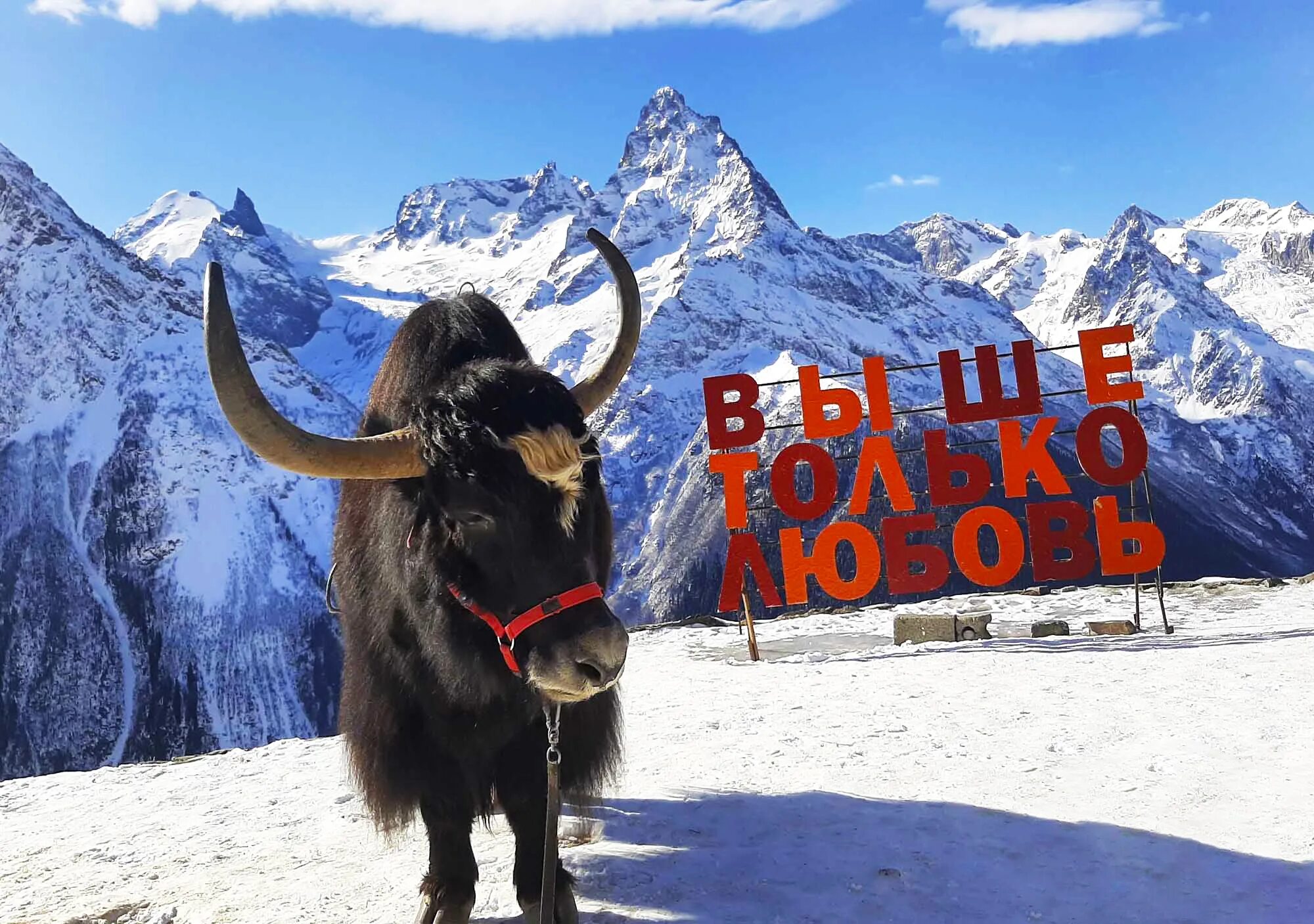 Як гора. Як сарлык. Як гора. Тибетское нагорье. Тибет гималаи.