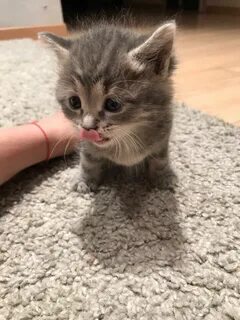 Можно взять котенка