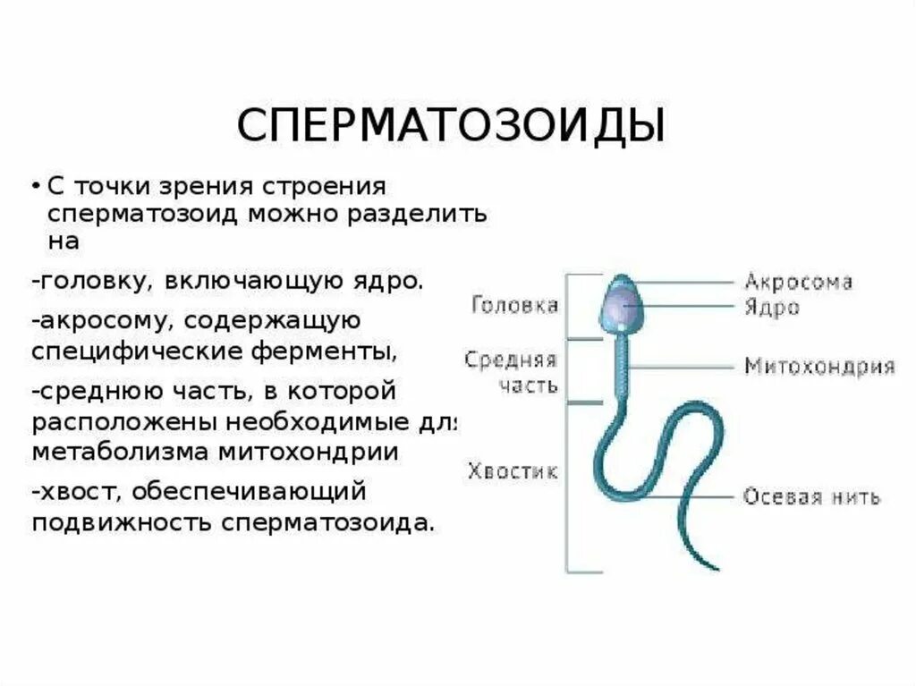 Строение и функции спермия. Внутреннее строение сперматозоида. Сперматозоид строение и функции. Структура сперматозоида. Сходства и различия половых клеток