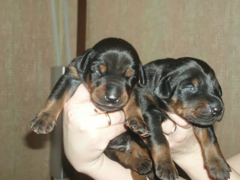 щенок 5 дней. вельш корги щенки 2-3 мес. щенок 5 дней. щенок 5 дней. месячные щенки цвергшнауцера.