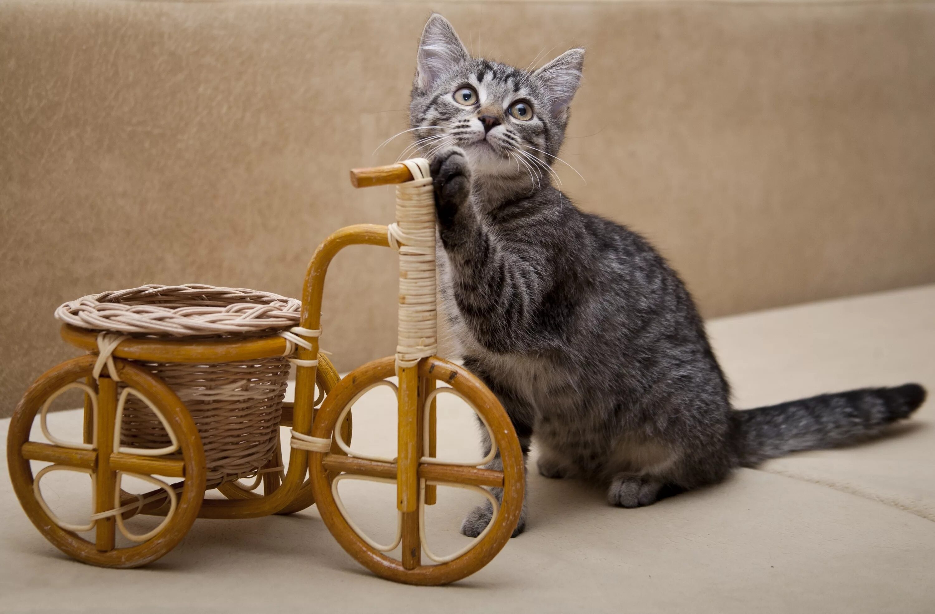 Кошка в велосипедной корзинке. Кот на велосипеде. Котята в корзинке. Кошечка на велосипеде.