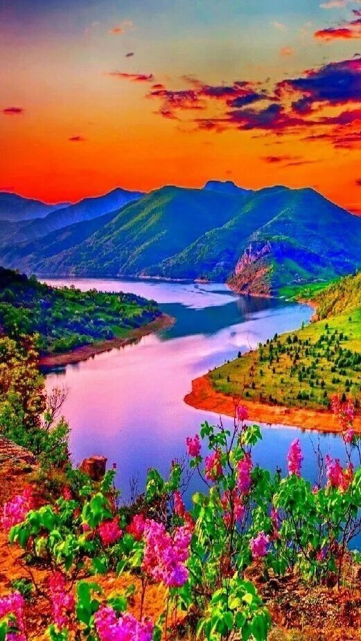 Разноцветное дерево. Красивое лето. Яркая природа. Яркий пейзаж. Картинки красочные природа.