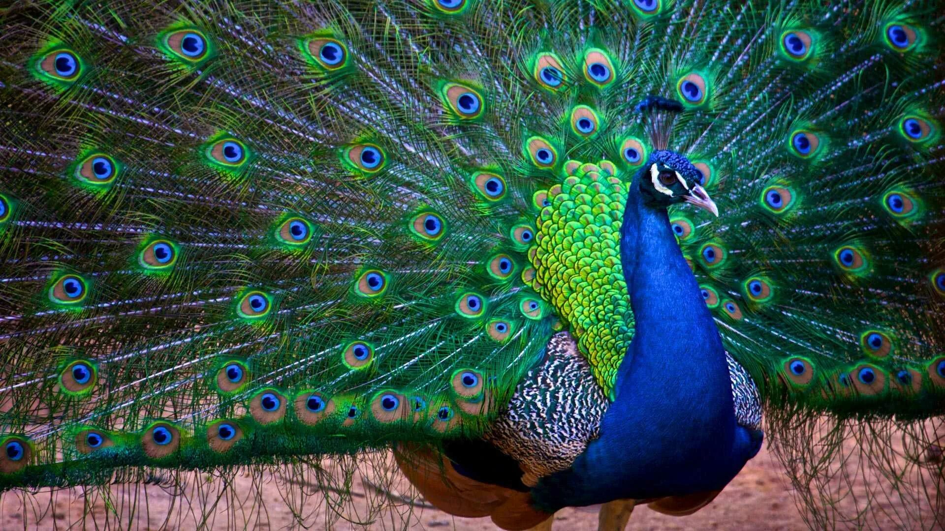 Обыкновенный Павлин Черноплечий