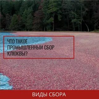 Заходя вид
