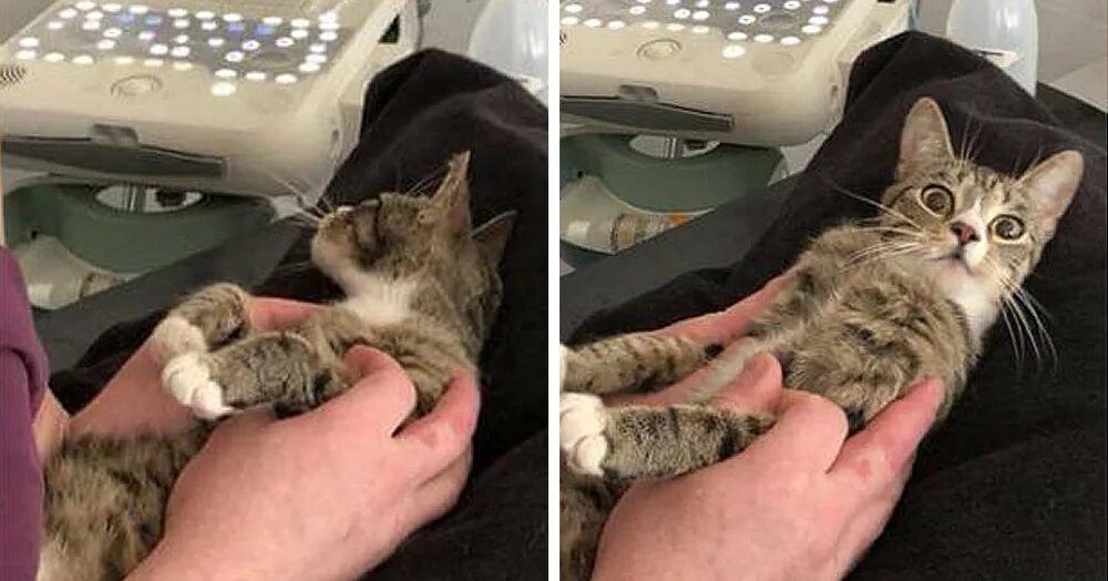 Реакция кошки. Реакция кошки. Реакция кошки. Реакция кошки. Беременная кошка на узи мем.