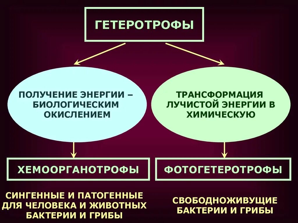 Получение энергии бактериями. Хемоорганотрофы. Бактерии хемоорганотрофы. Хемоорганотрофы это микробиология. Тип питания - хемоорганотрофы.