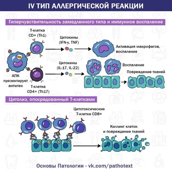 Цитотоксический иммунный ответ. 4 Тип гиперчувствительности патофизиология. Т4 Тип аллергической реакции. Реакция гиперчувствительности замедленного типа. Аллергические реакции замедленного типа 4 типа.