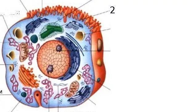 Цифрой 2 на рисунке обозначена клетка. Органоиды клетки обозначенные цифрами. Органоиды клетки обозначенные цифрами 1 и 2. Органоиды клетки с цифрами. Органеллы клетки цифрами.