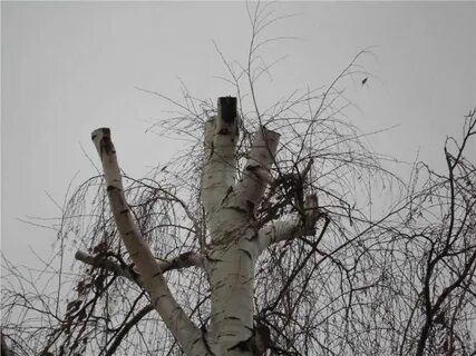 Подрезал верхушку