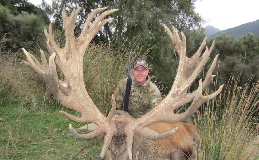большерогий олень мегалоцерос. муфлон винторогий. самый большой олень. большерогий торфяной олень. мир рога.