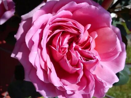 Rose blossom