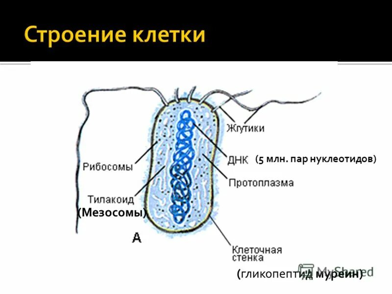 Питание бактерий прокариот