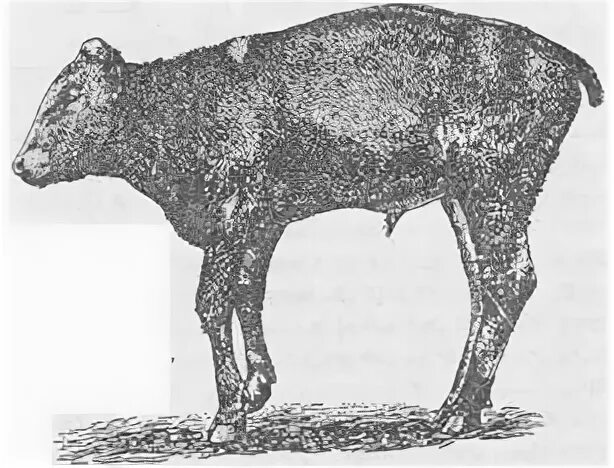 КРС вторичная остеодистрофия. Остеодистрофия у животных коров. Рахит у телят