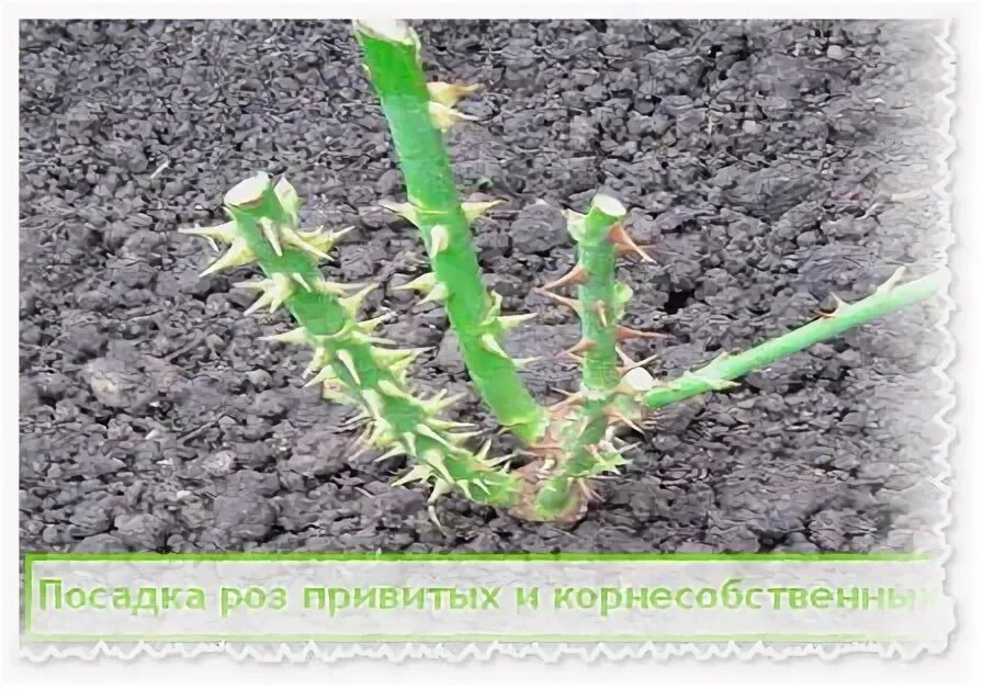 Корнесобственных привитых