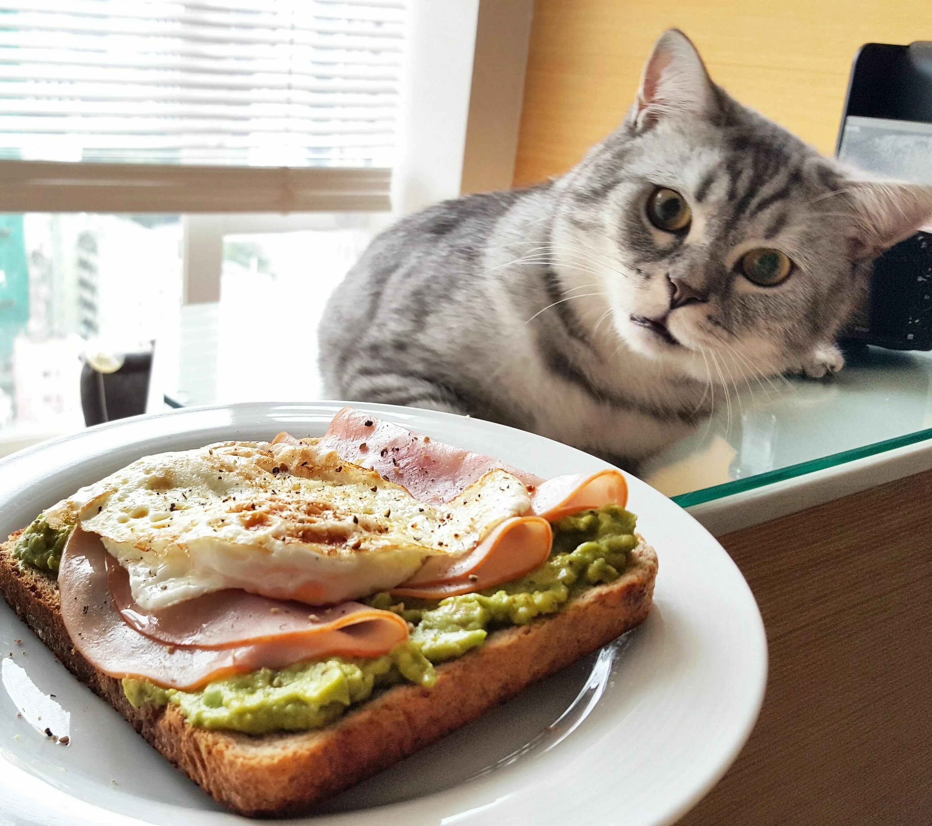 Вкусно ели. Кот завтракает. Кот бутерброд. Котик с едой. Коты с бутербродом.