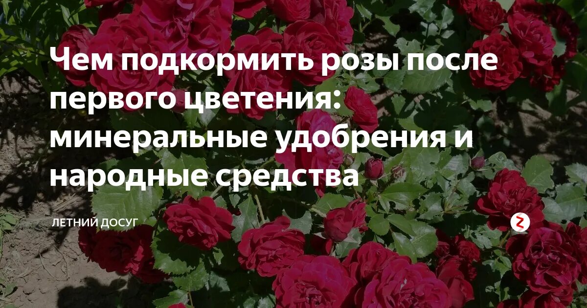 Чем подкормить после цветения. Чем подкормить после цветения. Подкормка роз весной таблица. Удобрения по месяцам яблоня. Цветет смородина чем подкормить.