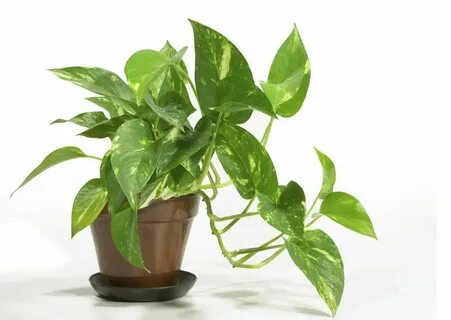 Plant картинки