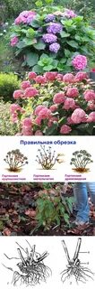 Гортензии метельчатая уход обрезка
