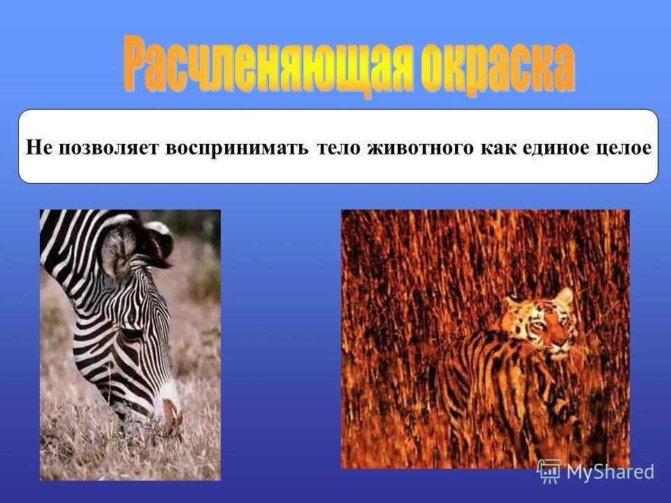 Покровительственная окраска примеры адаптации. Расчленяющая окраска. Приспособления в окраске организмов. Покровительственная окраска примеры животных. Приспособление окраска расчленяющая.