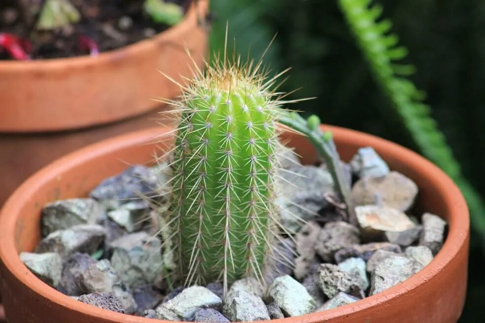 Высокие кактусы комнатные. Стетсония кактус. Кактус цереус мексиканский. Кактус бекано. Цереус апорокактус опунция.