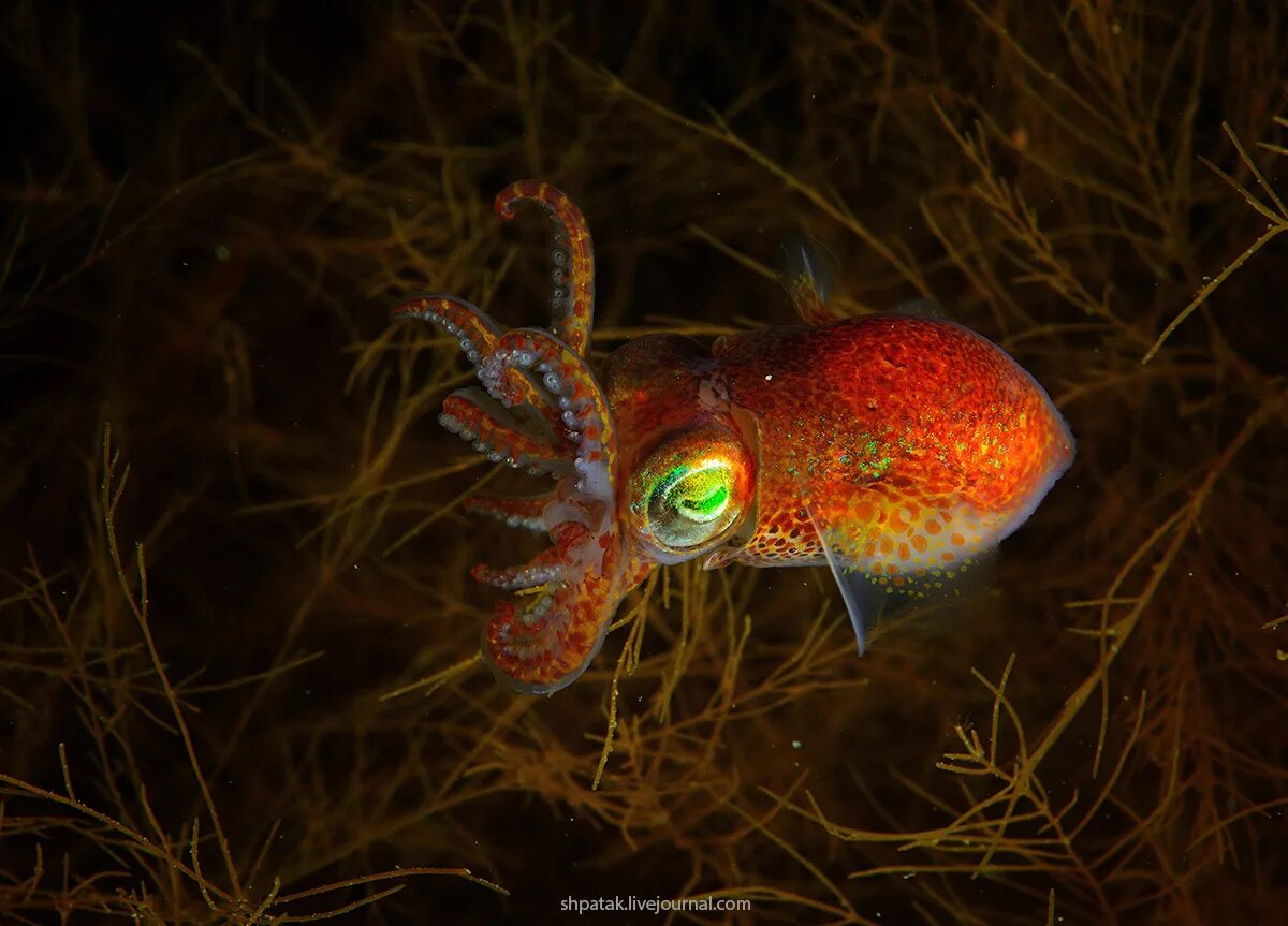 Sepia apama каракатица. Морской монах каракатица. Каратица. Каракатица обыкновенная. Каракатица фараона (sepia pharaonis).