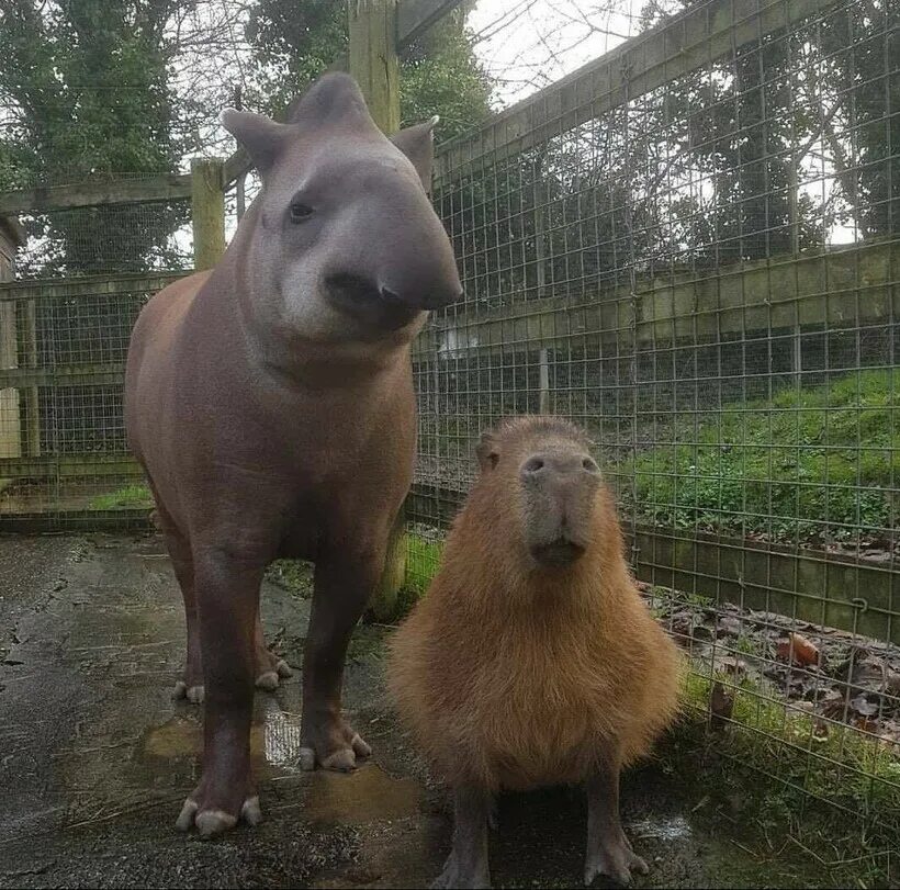 Capybara go