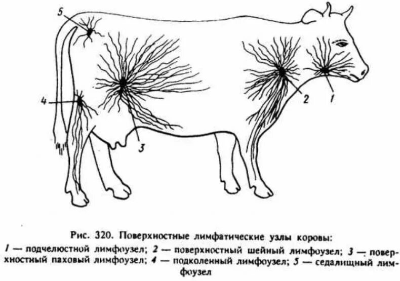 Поверхностные лимфатические узлы коровы. Подчелюстной лимфатический узел у КРС. Расположение лимфоузлов у КРС. Лимфатические узлы крупного рогатого скота.