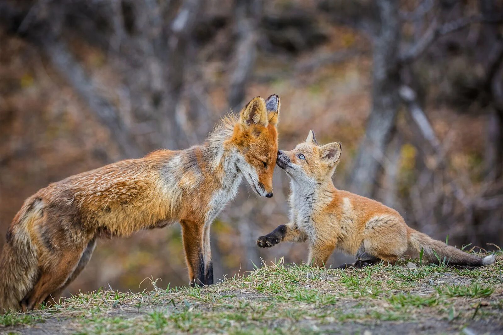 Дикая природа. Дикая природа России National Geographic. Дикие животные России. Звери России. Лисы в дикой природе.