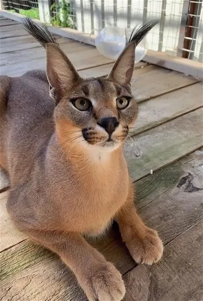 Pin by Kozet Mitchell on Cats- Caracals, Servals & other African medium size cat