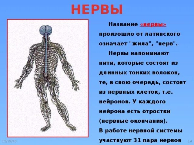Как называется нервный человек. Название нервов. нервы как называются. что называют нервами. нервом называется.