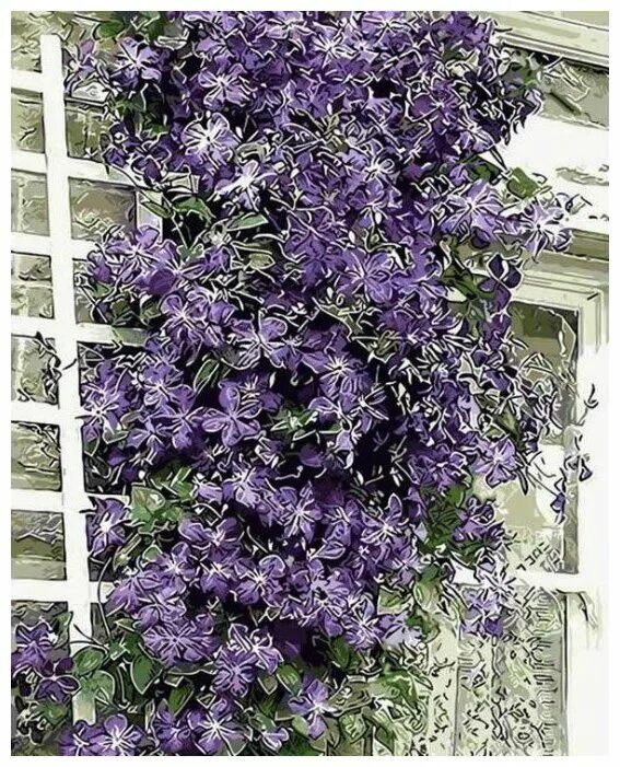 Клематис ботанический "Clematis"