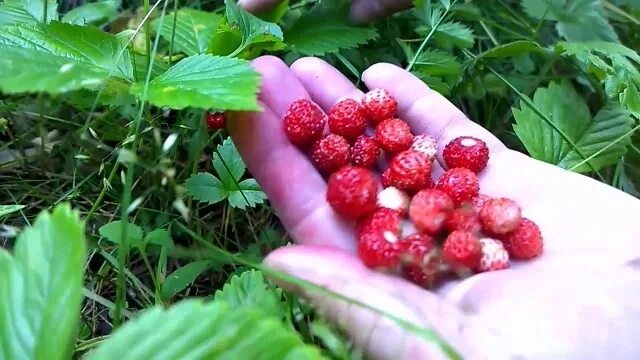 Лес за ягодами. Поход за ягодами. в лес за ягодами. ягоды в походе. поход в лес за ягодами.