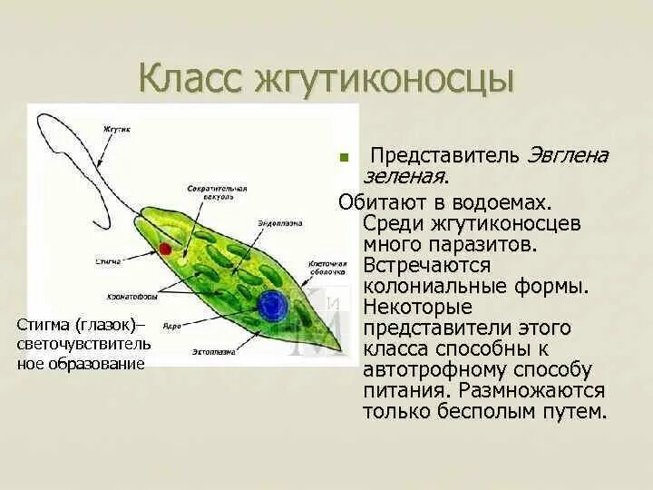 Особенности питания жгутиконосцев