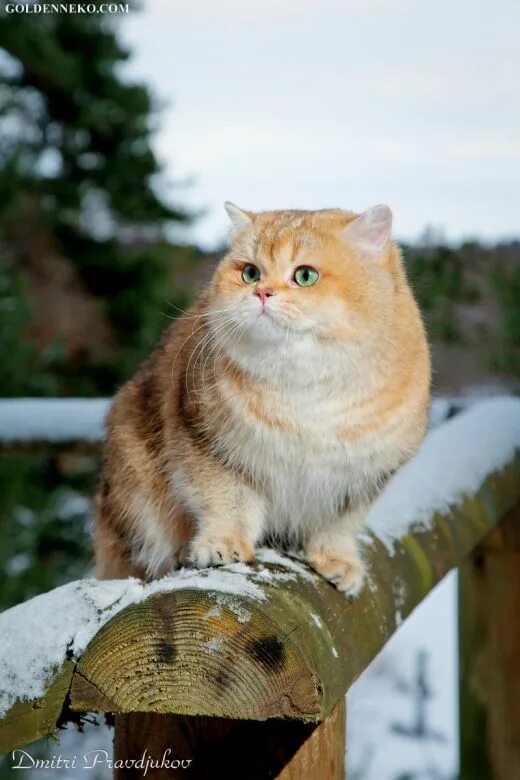 Рыжий золотой кот. Золотой коррадо британский кот. рыжая шиншилла кошка. британская золотая шиншилла. британская шиншилла золотая толстая.