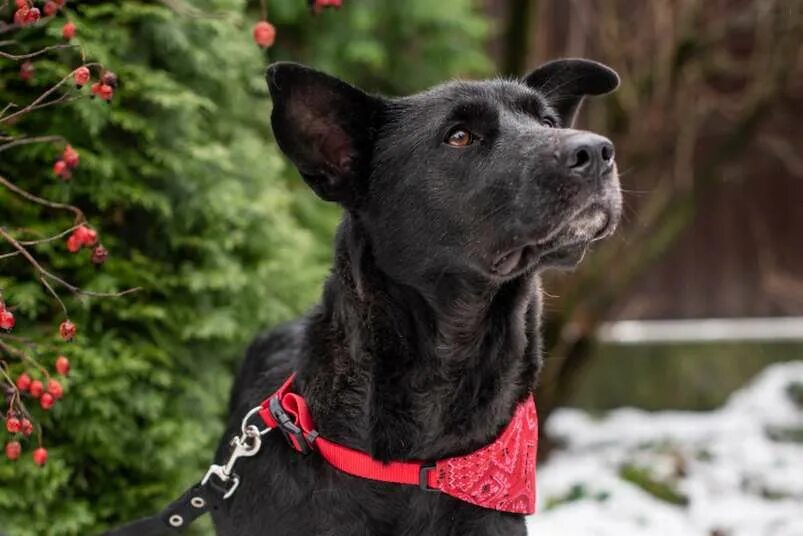Порода собаки муха. Dogs are popular essex. Овчарка щенок баварская. Много собак на прозрачном фоне. Щенок в ящике фото.