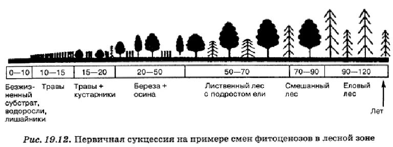 Восстановление елового леса после пожара. Вторичная сукцессия этапы после пожара. Сукцессия после вырубки леса. Сукцессия леса после пожара. Вторичная сукцессия схема.