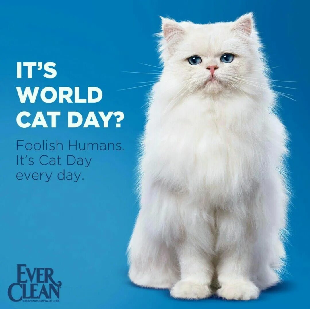 World Cat Day. Happy World Cat Day. International Cat Day 8 August. World Cat Day Cards.