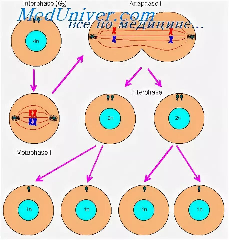 Деление и дифференциация клеток. Дифференцировка клеток формирование. Стволовые клетки схема дифференцировки. Цикл развития хламидий микробиология. Гормоны, стимулирующие деление клеток.